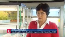 Objev českých vědců: PILS