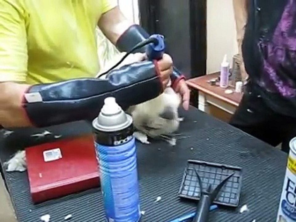Winston gets shaved, prances