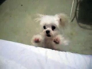 Maltese puppy DOLBY wanna play!