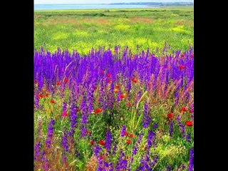 aysun güldiken yaylanın yolu ve islamsorlular