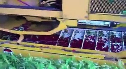 Cherry picking machine... that&#039;s really efficient!