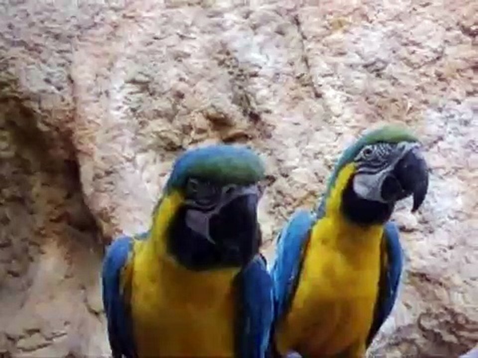 perroquet qui parle et dit ca va