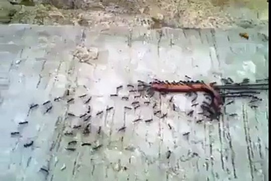 Ants...one of the world most hardworking creature in nature. 24-7 working non stop.