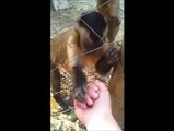 Monkey Teaches Human How to Crush Leaves