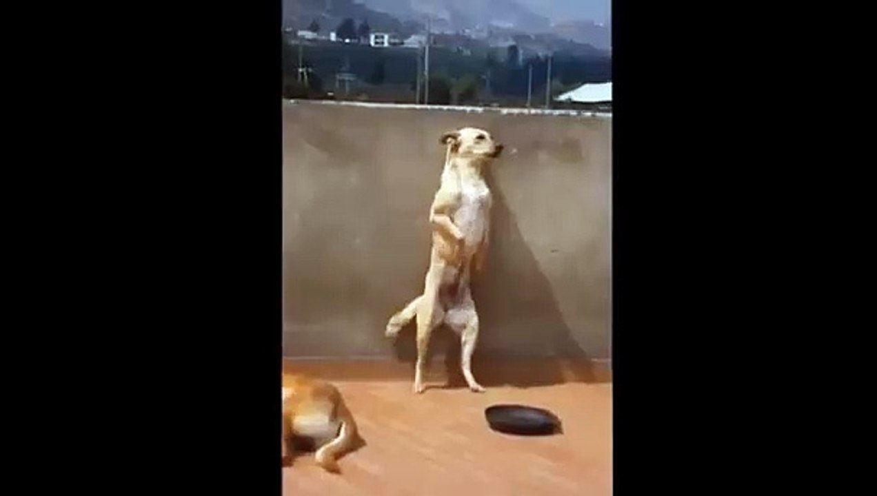 muzikle oynayan kopek