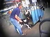 Veal Calves Are The Most Terrified Creatures On Earth