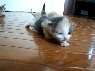 Last video of all 5 foster kittens