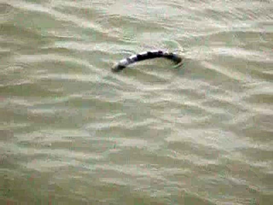 Yellow-lipped Sea Krait III