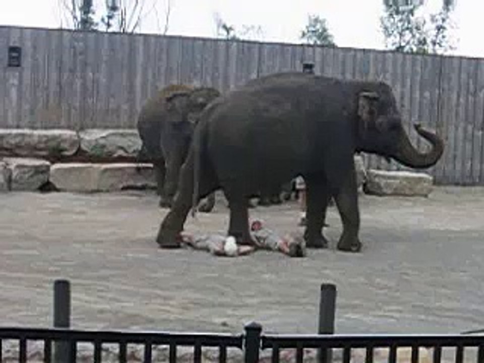 Elephant Show