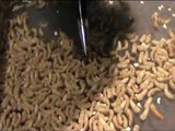 Raising Mealworms