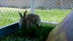 BLOKESIZE™ BUNNIES... 9 Day Old Kits (Baby Rabbits)