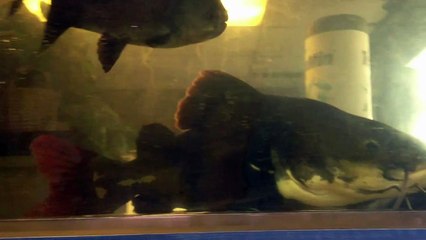 Massive Red Tail Catfish 25 pounds