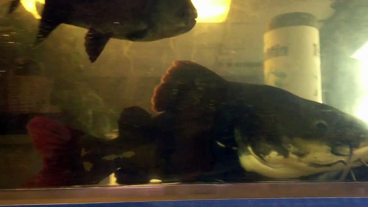 Massive Red Tail Catfish 25 pounds