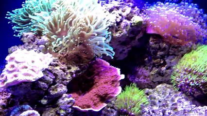 BioCube 29 - Update 2 [3 Months]