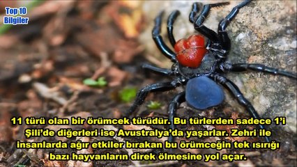 Dünyanın En Zehirli 10 Örümcek Türü