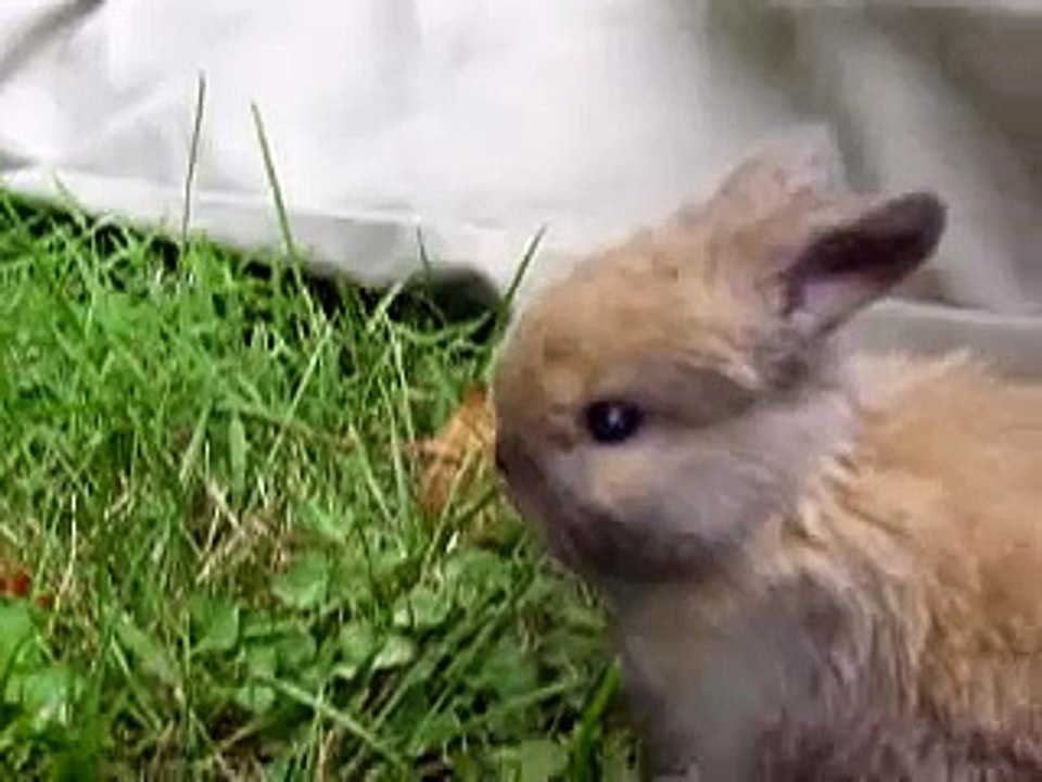 Baby Bunny
