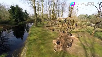 Un chimpanzé attaque un drone