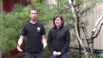 Stop Pruning Oak Trees - Mickman Brothers Tree Service