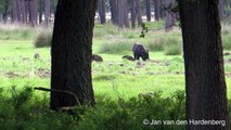 Wilde zwijnen met jongen | Kroondomein Het Loo | Veluwe | 2014 | Nederland.