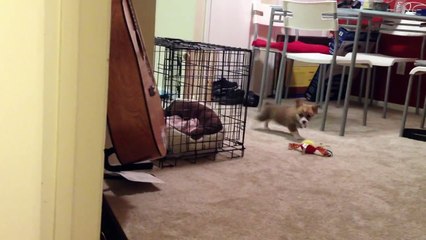 Welsh Corgi Mocha's First Mirror Reflection