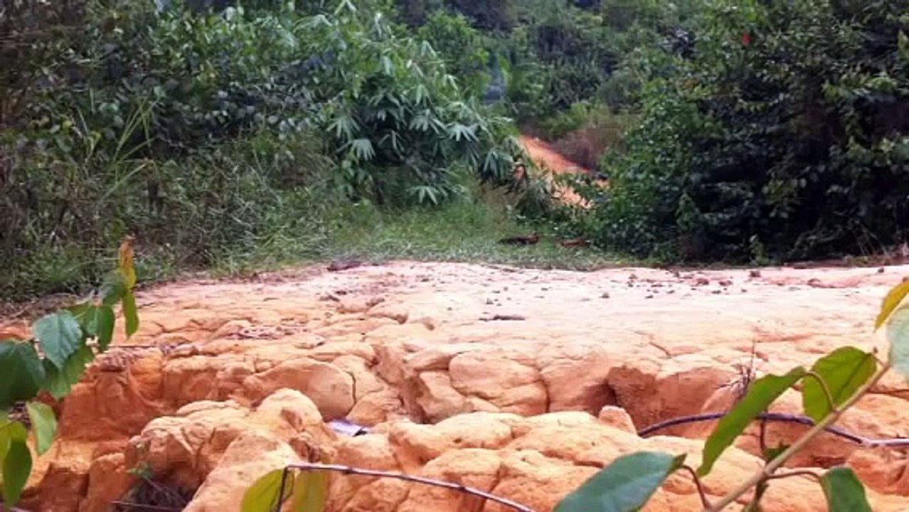 pikat ayam hutan xpandai 9