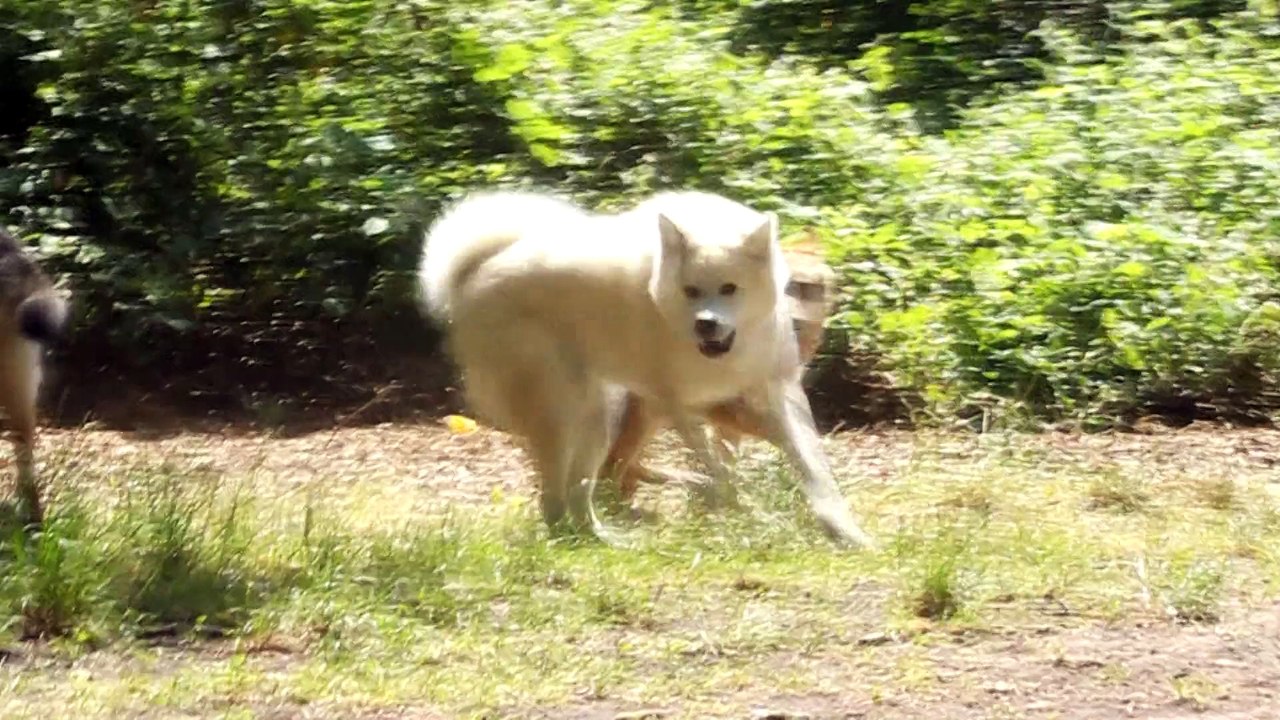 Chiens compilation mai 2015 2