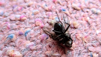 die Made kriecht aus der Fliege