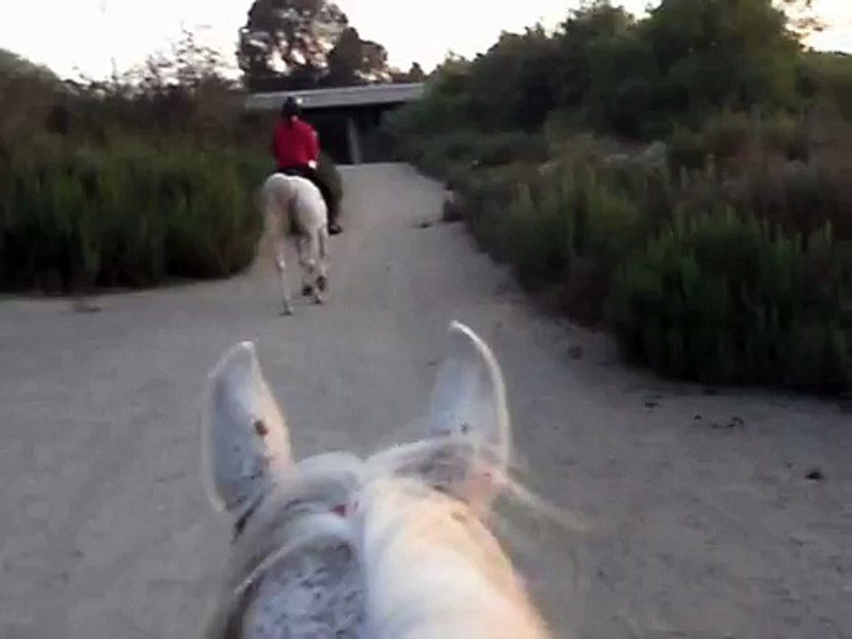 Coyote Howling from Horse back on trail