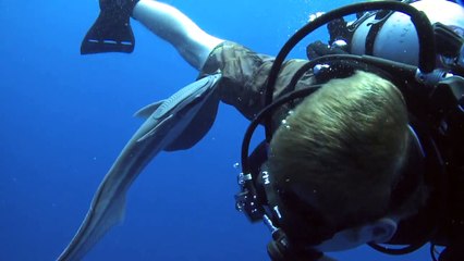 The friendly remora