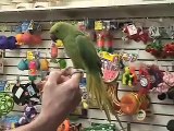 2 Ring Neck Parrots, 6 mo (Voice)