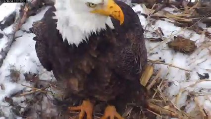 MNBound Eagles We're On Egg Watch! 3-4-13
