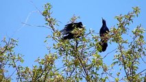 male boat-tailed grackles competition, Jamaica Bay Wildlife Refuge