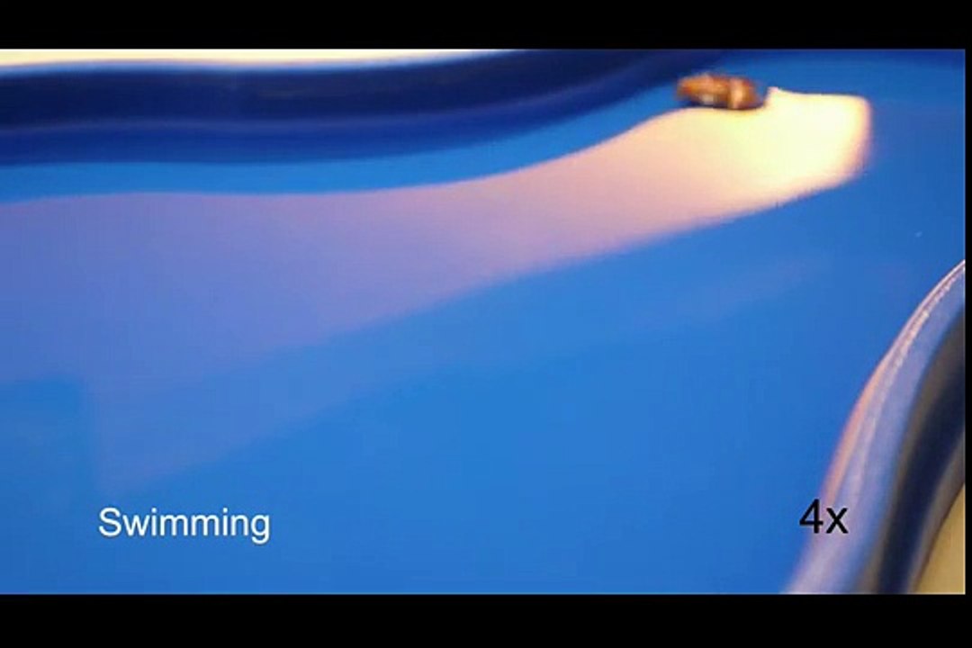 Miniature Origami Robot Self-folds, Walks, Swims, and Degrades