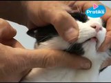 Conseils véto - Comment donner un médicament à son chat ?