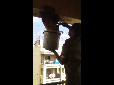 Retirer un nid d'abeilles à mains nues