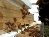 Honey Bees - Drones being kicked out while pollen is coming in