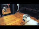 maltese shih-tzu (malshi) puppy barking at the mirror.