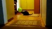Kissa ja ilmapallo