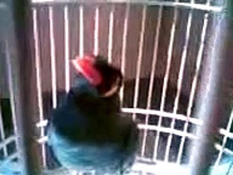 my lovely bird