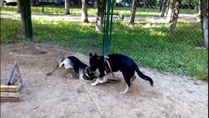 Юные копатели