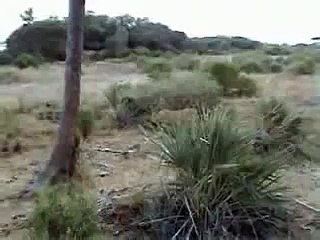 Lioness Stalks then captures a Monkey
