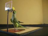 A bird that really plays Basketball.  He really dunks the ball.