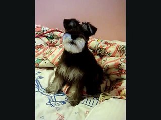 My mini schnauzer barking