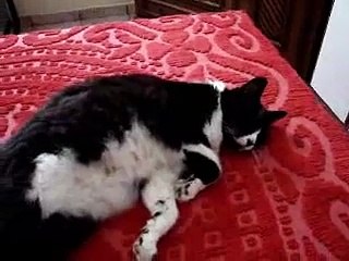 gato preguiça