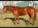 Mister T Man - Sorrel Appendix Quarter Horse Stallion with incredible pedigree!!!