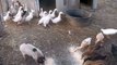 update on my farm..ducks,geese,goats,pigs,horses :)