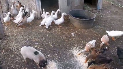 update on my farm..ducks,geese,goats,pigs,horses :)