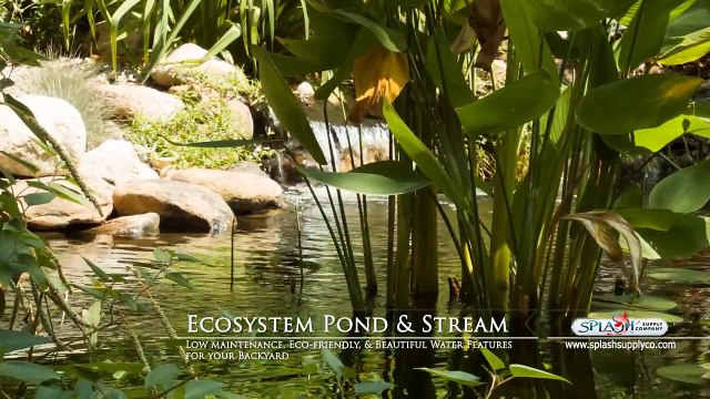Ecosystem Pond and Waterfall designed by Splash Supply Co in York PA