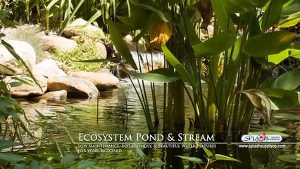 Ecosystem Pond and Waterfall designed by Splash Supply Co in York PA