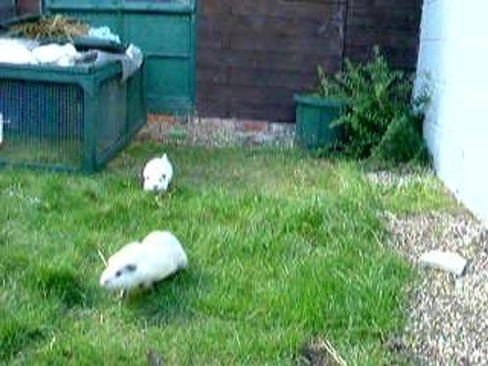 Catch me if you can!